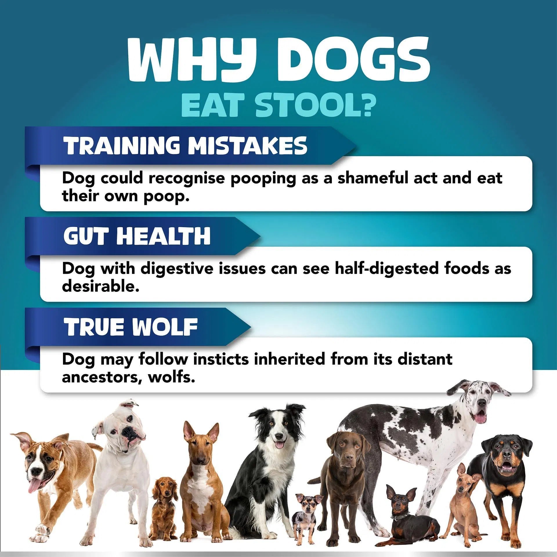 No Poo Chews Dogs Stop Poop Eating Probiotics Digestive 180 Chews - pawvon